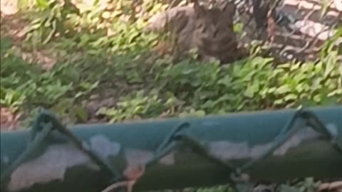 Cat staring