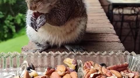 Sweet Mika The Squirrel got soak in the rain
