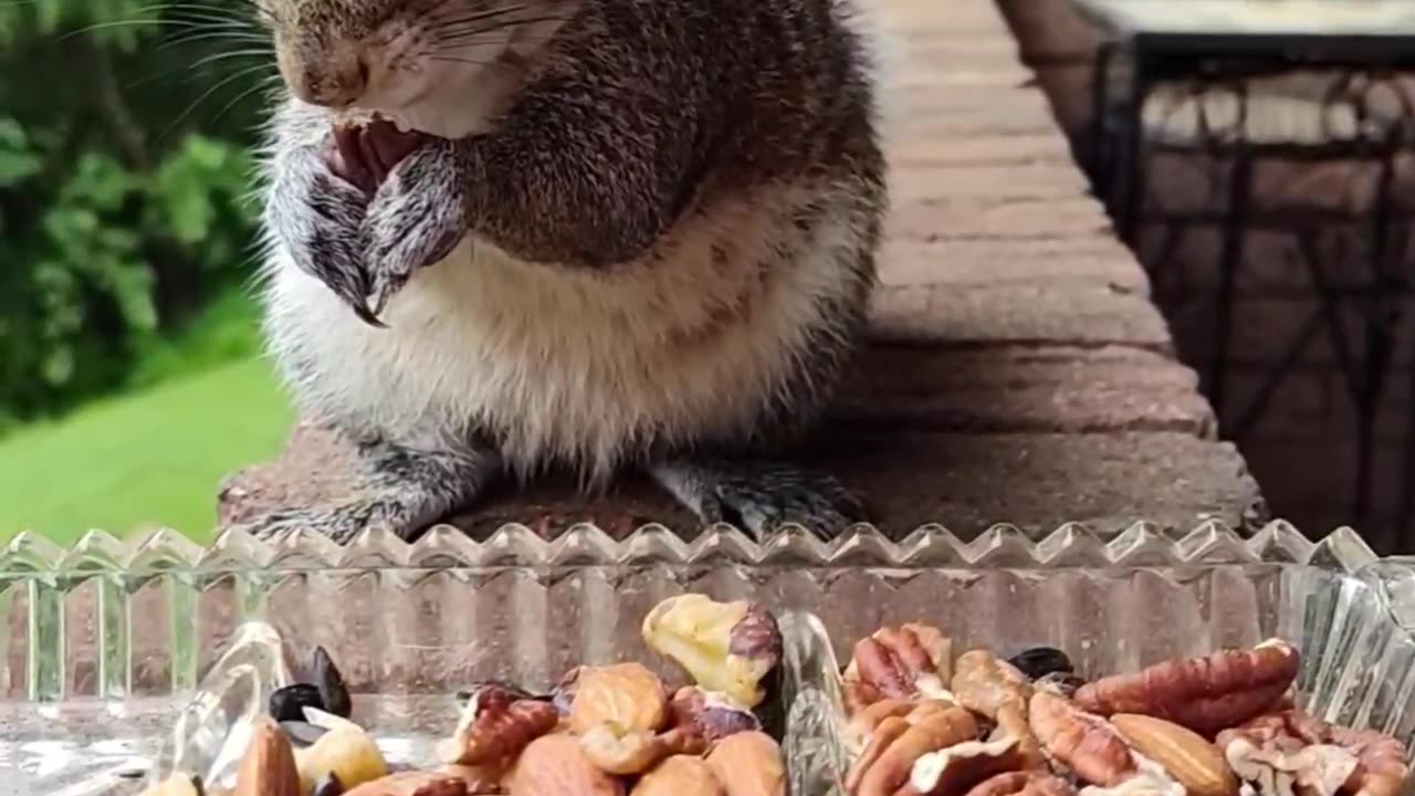 Sweet Mika The Squirrel got soak in the rain