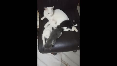 No sleep for cat mom