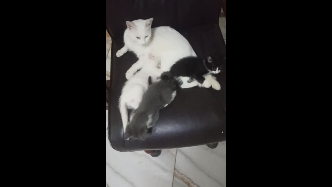 No sleep for cat mom