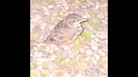 Baby Robin