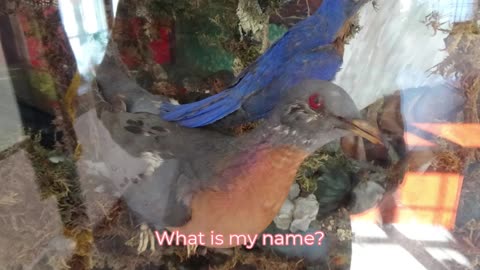 Attention All Birders, Name This Bird