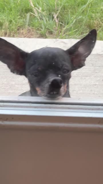 Dramatic Chihuahua's Nose Pressed Up on the Glass Window