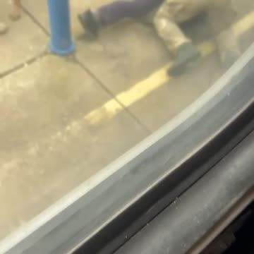 🇺🇦 The Deployment of Service Dogs in Ukraine