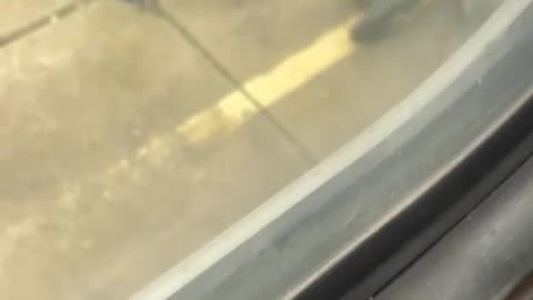 🇺🇦 The Deployment of Service Dogs in Ukraine