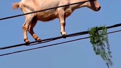 What in the world is going on? Goats eating grass on electric cables