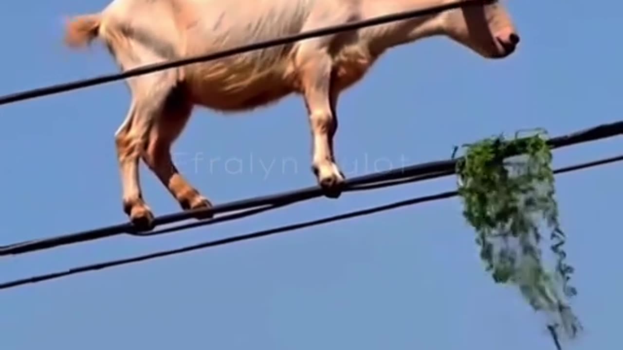 What in the world is going on? Goats eating grass on electric cables