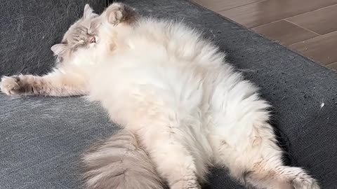 24 Hours of Feline Majesty: A Cat's Secret Life