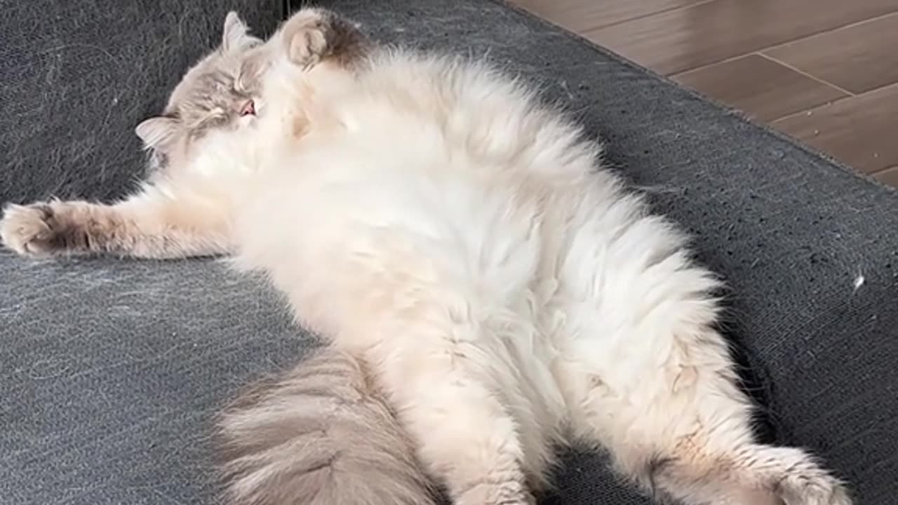 24 Hours of Feline Majesty: A Cat's Secret Life