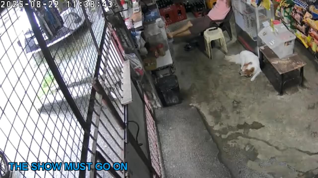 Mitsubishi Xpander 2019 Live