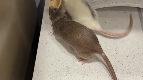 Pet Rats Can't Share Snack