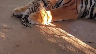 🐯🐯🐯The adorable tiger cub and its mom are enjoying some heartwarming time together. #tigercub #tiger