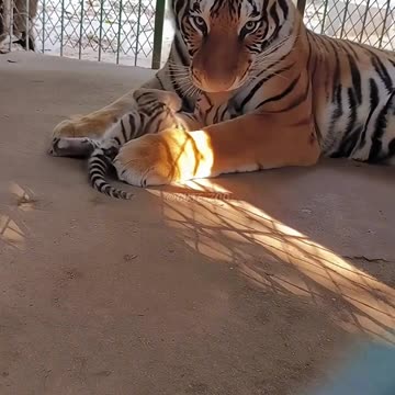 🐯🐯🐯The adorable tiger cub and its mom are enjoying some heartwarming time together. #tigercub #tiger