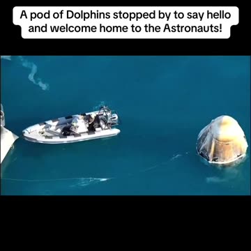 A Pod Of Dolphins Stopped To Say Welcome Home To Astronauts Look How Nice 🐬 🐬