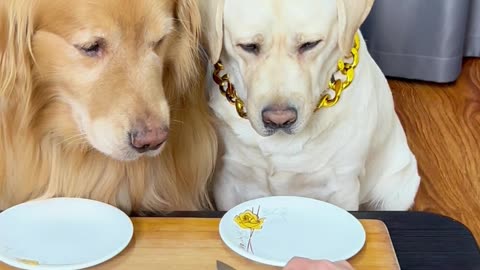 狗狗：你这拿个尺也量不明白啊！！！Dog: You don't understand how to measure it with a ruler! ！ ！