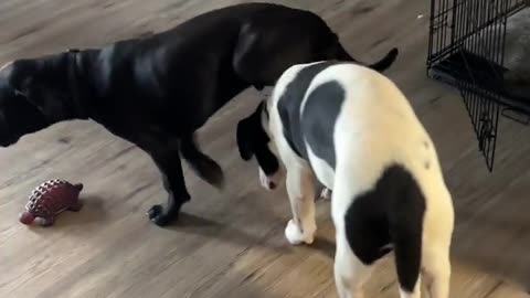 Pup Hitching a Ride