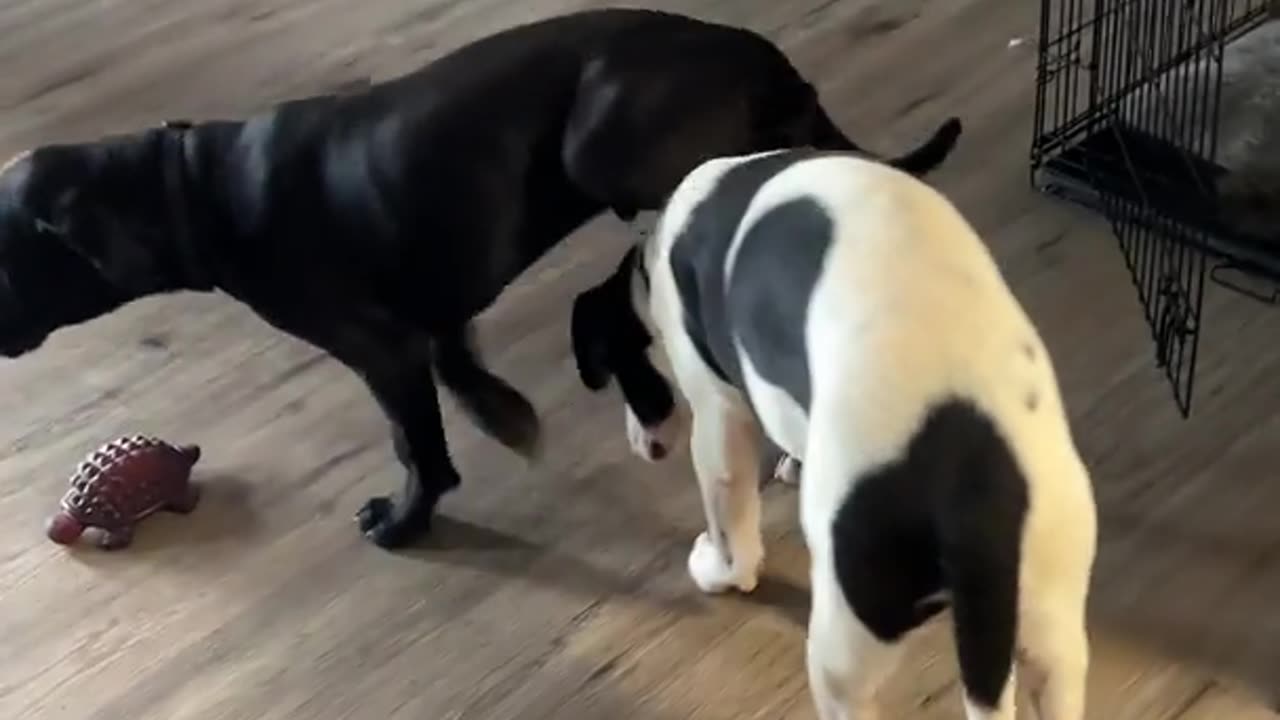 Pup Hitching a Ride
