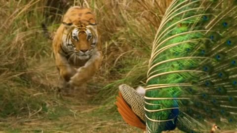 Animal activities in the wild