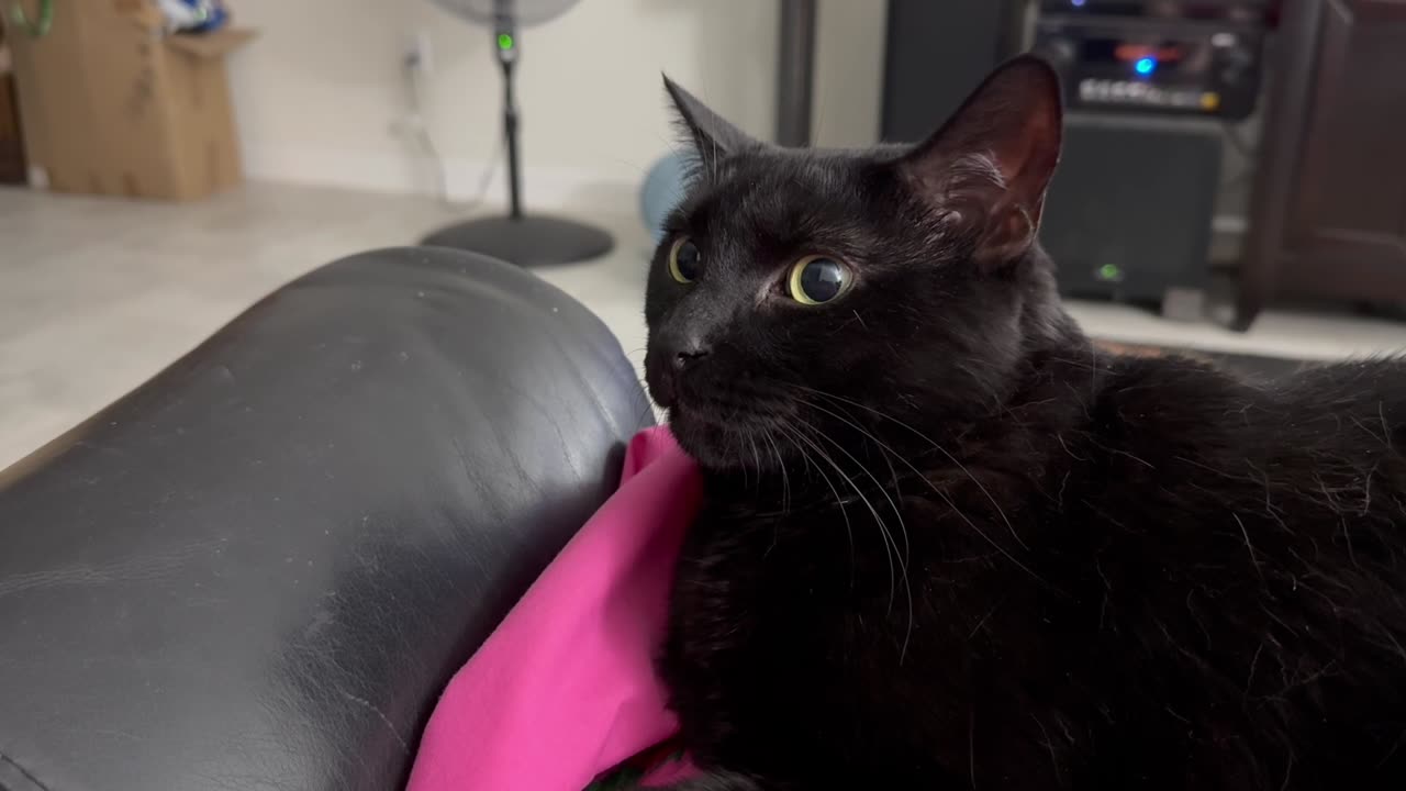 Cute Precious Piper Provides Comforting Security - Adopting a Cat from a Shelter Vlog