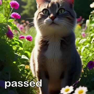 Whiskers sad memories.