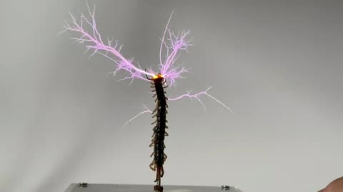 Life is not easy, centipede performs