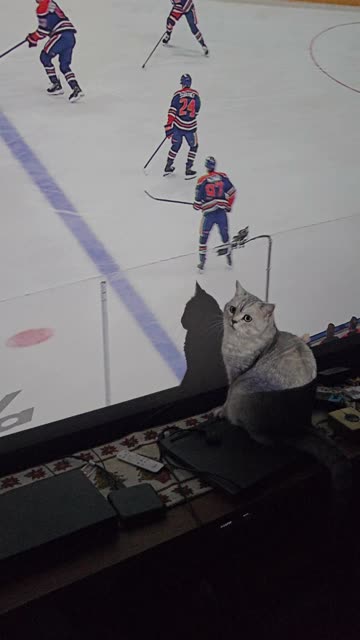 How my cat watches hockey LOL