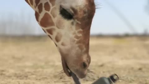 giraffe vs elephant fight for water #giraffe #giraffevselephant #elephant