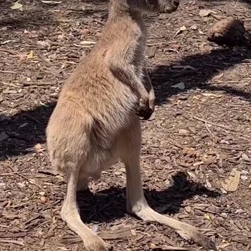 Kangaroo tales | only in Australia 🇦🇺