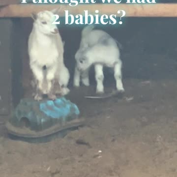 I thought we had 2 babies?