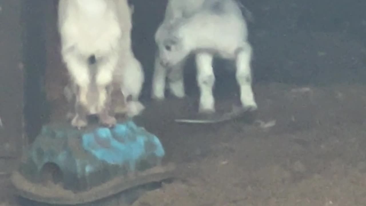 I thought we had 2 babies?