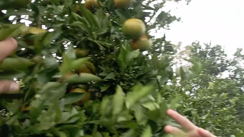 Walking in the Orange Orchard | Fresh and Sweet Harvest – Part 8