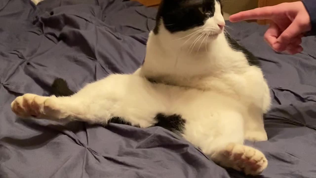 Many-Toed Cat Sits in a Funny Way