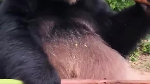 Warning: These Panda Crunches Are Too Satisfying 😍 #panda #asmr #cutepanda