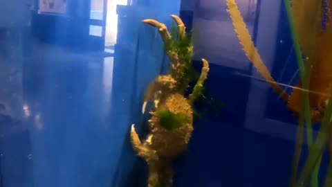 Decorator Crab at Living Coast Discovery Center in San Diego