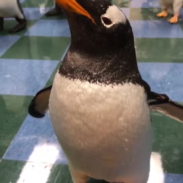 The stars have arrived.