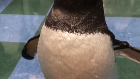 The stars have arrived.