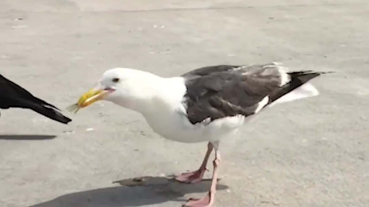 funny animals compilations 2