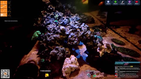 24/7 Real Live Reef Stream