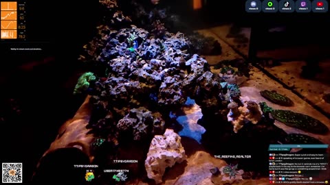 24/7 Real Live Reef Stream