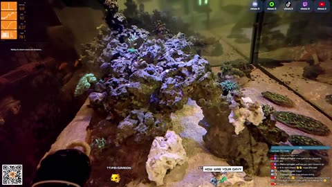 24/7 Real Live Reef Stream