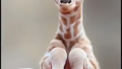 The smallest giraffe you could ever imagine