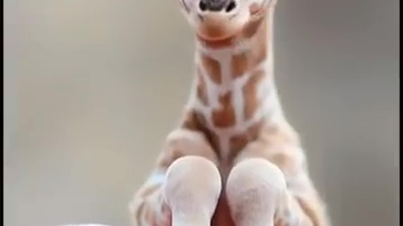 The smallest giraffe you could ever imagine