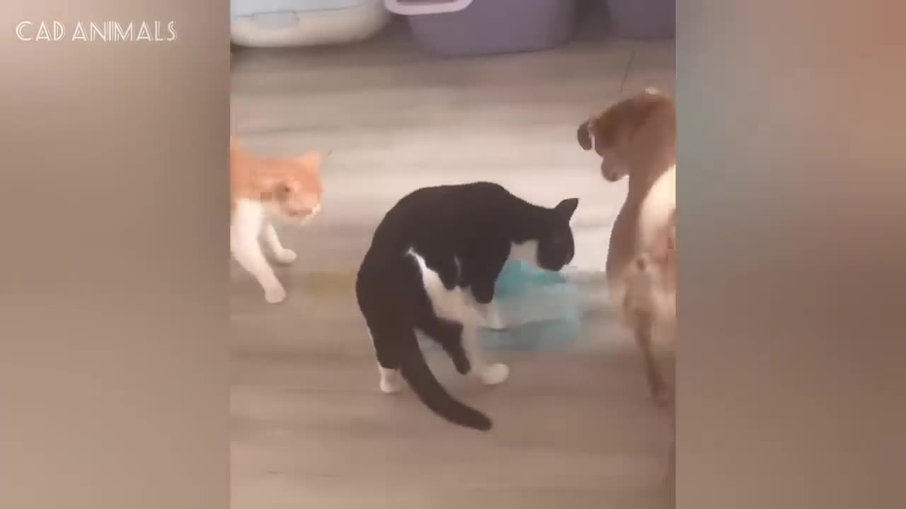 WHY DO ANIMALS FIGHT?