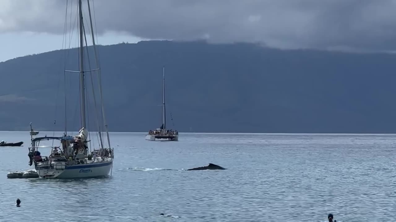 Whale Swims Close to Shore in Maui