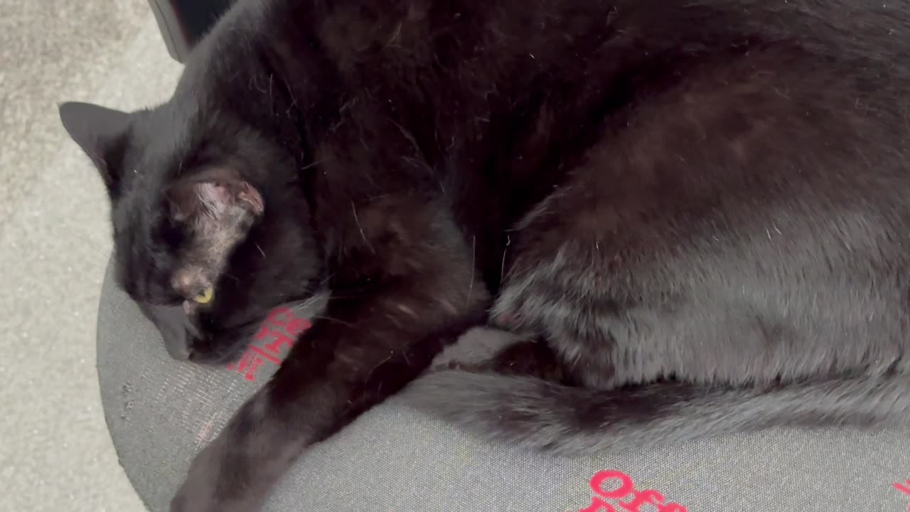 Cute Precious Piper is Too Tired to Move Her Tail - Adopting a Cat from a Shelter Vlog