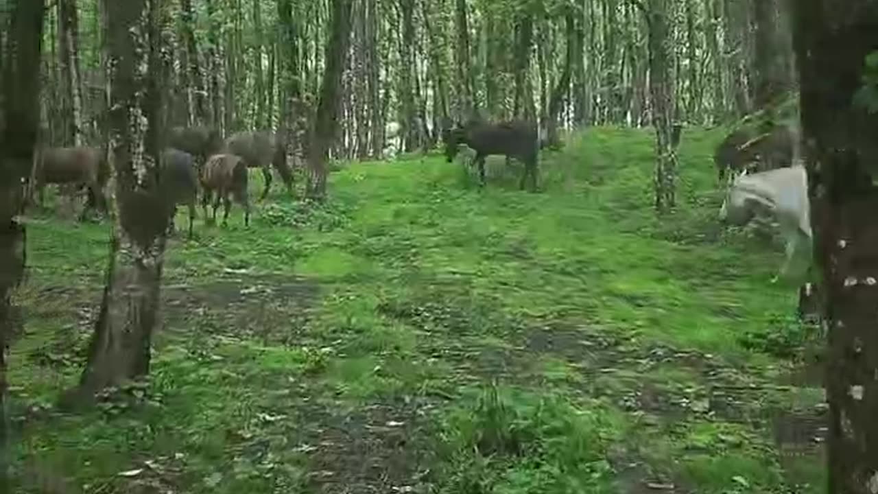 Wild horses of the Siahkal forest