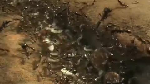 Snake invades ant territory and gets pulverized