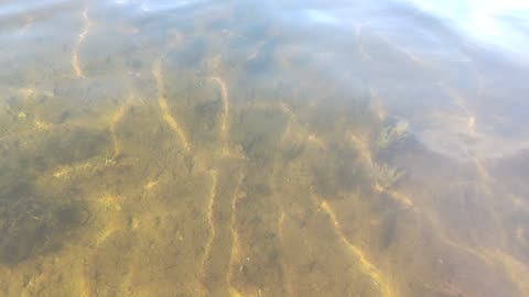 Clear river Seleta