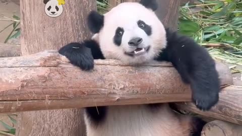 Funny Panda Shorts